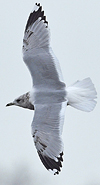 2cy Common Gull (77401 bytes)